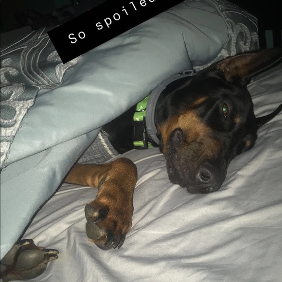 Meet your Posher, Genasis - Picture 1 of 1